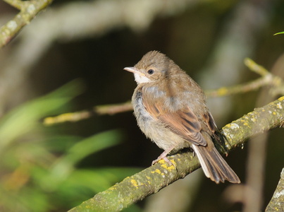 Tornsanger (Sylvia communis)