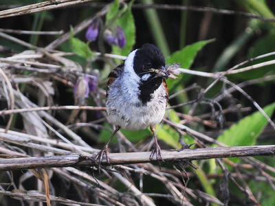 Rørspurv (Emberiza schoeniclus)