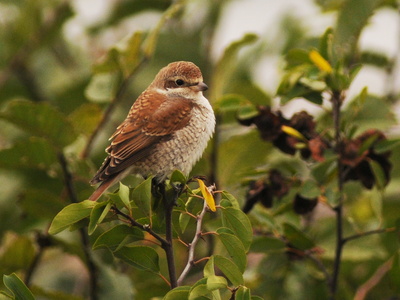 Rødrygget tornskade (Lanius collurio)