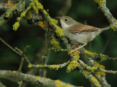 Tornsanger (Sylvia communis)