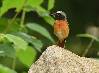 Rødstjert (Phoenicurus phoenicurus)