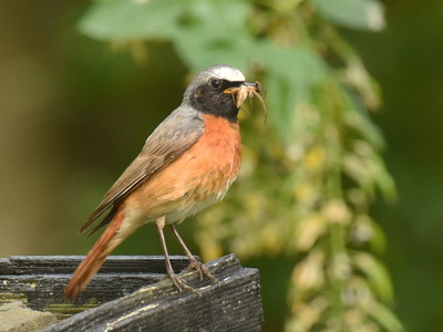 Rødstjert (Phoenicurus phoenicurus)
