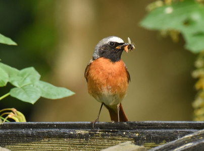 Rødstjert (Phoenicurus phoenicurus)