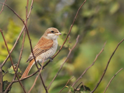 Rødrygget tornskade (Lanius collurio)