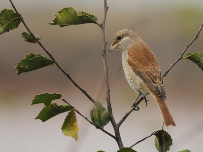 Rødrygget tornskade (Lanius collurio)