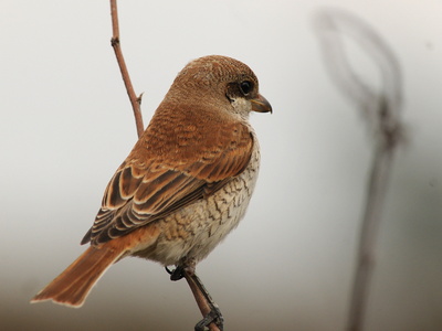 Rødrygget tornskade (Lanius collurio)