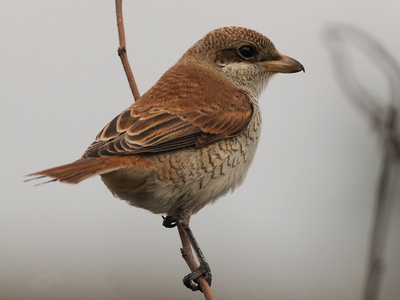 Rødrygget tornskade (Lanius collurio)