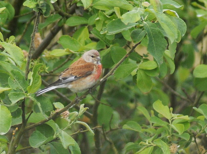 Tornirisk (Carduelis cannabina)