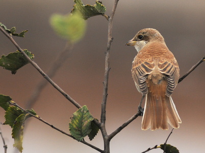 Rødrygget tornskade (Lanius collurio)