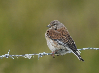 Tornirisk (Carduelis cannabina)