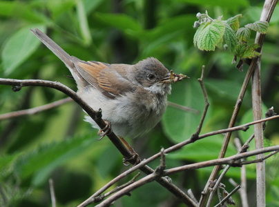 Tornsanger (Sylvia communis)