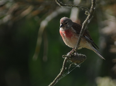 Tornirisk (Carduelis cannabina)