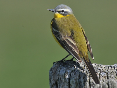 Gul vipstjert ( Motacilla flava) 