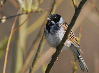 Rørspurv (Emberiza schoeniclus)