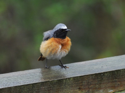 Rødstjert (Phoenicurus phoenicurus)