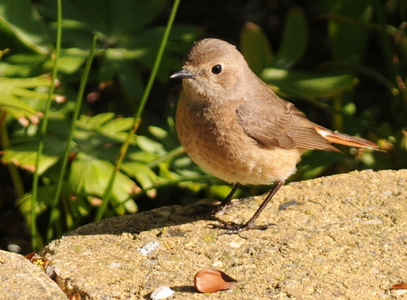 Rødstjert (Phoenicurus phoenicurus)