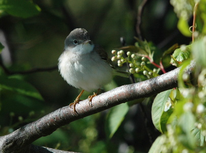 Tornsanger (Sylvia communis)