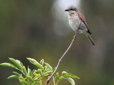 Rødrygget tornskade (Lanius collurio)