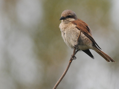 Rødrygget tornskade (Lanius collurio)