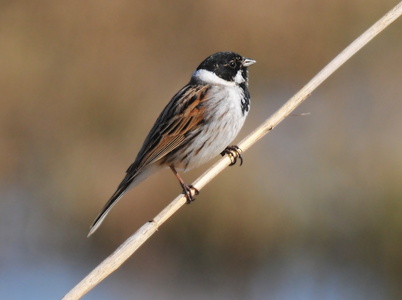 Rørspurv (Emberiza schoeniclus)