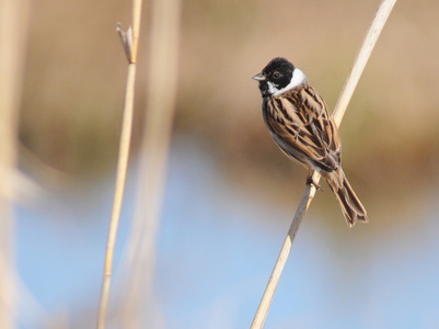Rørspurv (Emberiza schoeniclus)
