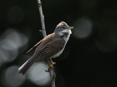 Tornsanger (Sylvia communis)