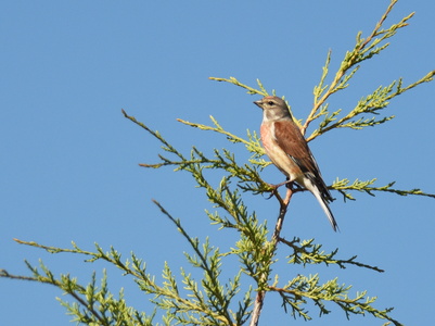 Tornirisk (Carduelis cannabina)