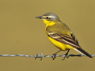 Gul vipstjert ( Motacilla flava) 