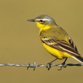 Gul vipstjert ( Motacilla flava) 