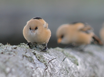 Skægmejse (Panurus biarmicus)