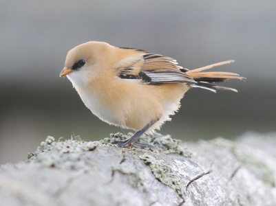 Skægmejse (Panurus biarmicus)