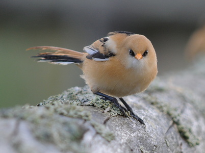 Skægmejse (Panurus biarmicus)