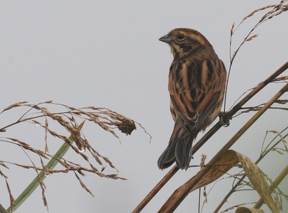 Rørspurv (Emberiza schoeniclus)