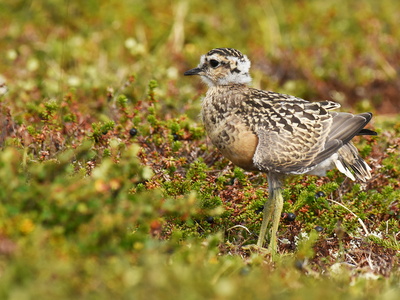 Pomeransfugl (Charadrius morinellus)