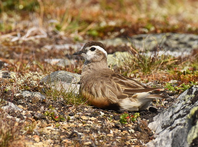Pomeransfugl (Charadrius morinellus)
