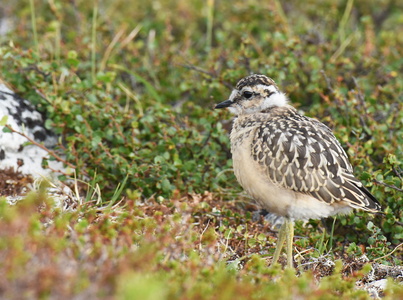 Pomeransfugl (Charadrius morinellus)