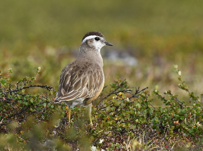 Pomeransfugl (Charadrius morinellus)