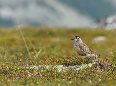  Pomeransfugl (Charadrius morinellus)