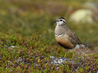 Pomeransfugl (Charadrius morinellus)