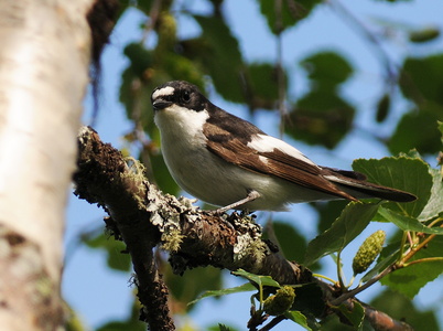 Broget fluesnapper (Ficedula hypoleuca)