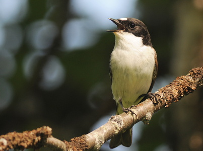 Broget fluesnapper (Ficedula hypoleuca)