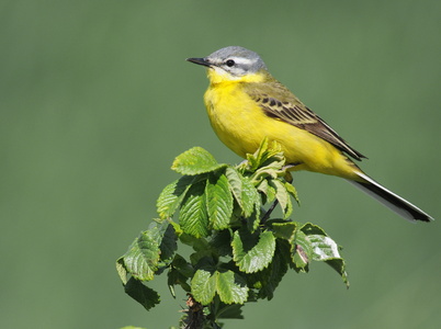 Gul vipstjert ( Motacilla flava) 