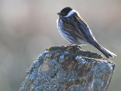 Rørspurv (Emberiza schoeniclus)