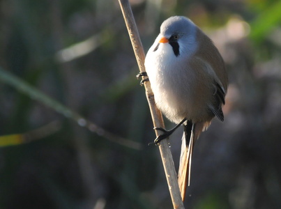 Skægmejse (Panurus biarmicus)