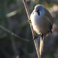 Skægmejse (Panurus biarmicus)