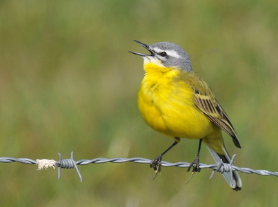 Gul vipstjert ( Motacilla flava) 