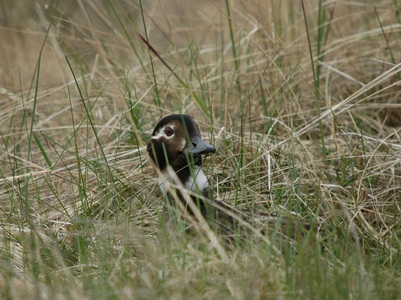 Havlit (Clangula hyemalis)