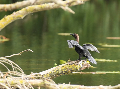 Dværgskarv (Phalacrocorax pygmeus)