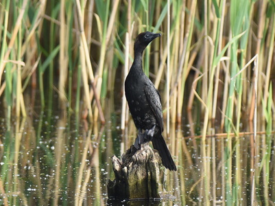 Dværgskarv (Phalacrocorax pygmeus)