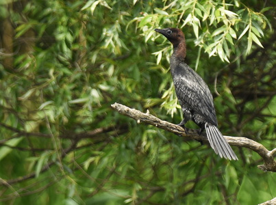 Dværgskarv (Phalacrocorax pygmeus)